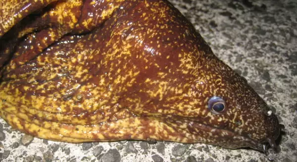 「ウツボって食べたことある？海のギャングを釣り上げてみよう」の画像