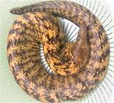 「ウツボって食べたことある？海のギャングを釣り上げてみよう」の画像6