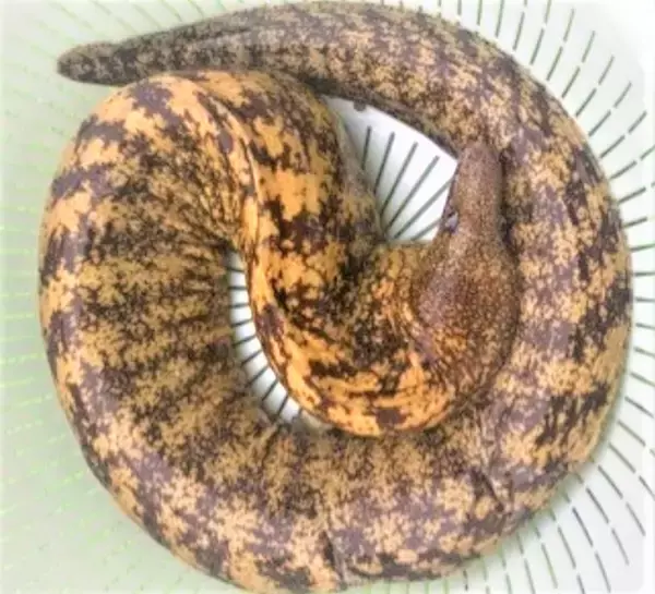 「ウツボって食べたことある？海のギャングを釣り上げてみよう」の画像