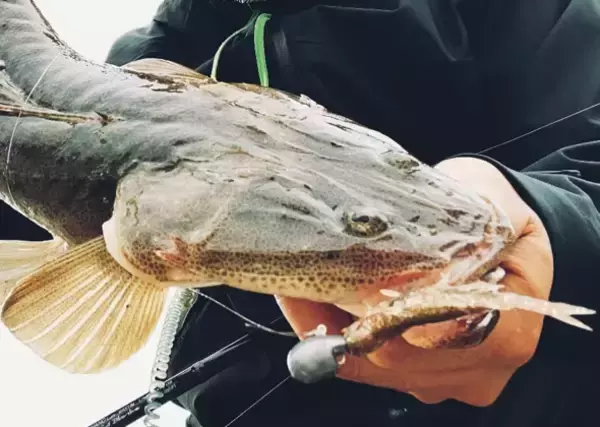 「フラットフィッシュの釣り方【マゴチ編】防波堤からのキャスティングゲーム！」の画像