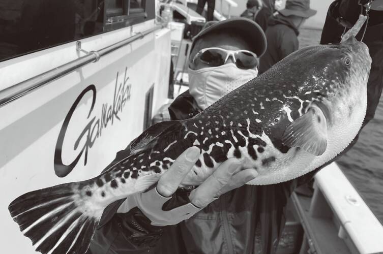 東京湾のトラフグ初挑戦 誘い下げで初物ゲット