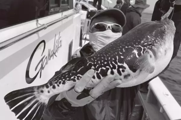 「東京湾のトラフグ初挑戦 誘い下げで初物ゲット」の画像