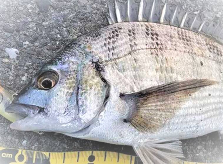 クロダイを釣って刺身で食べたい 釣り方やさばき方をチェック 22年6月28日 エキサイトニュース