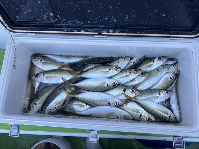 【釣果速報】良型アジ、クーラーいっぱいGET！竿頭は106匹！神奈川県政信丸は数釣りもサイズ狙いもばっちり叶えます！