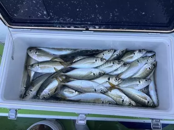 「【釣果速報】良型アジ、クーラーいっぱいGET！竿頭は106匹！神奈川県政信丸は数釣りもサイズ狙いもばっちり叶えます！」の画像