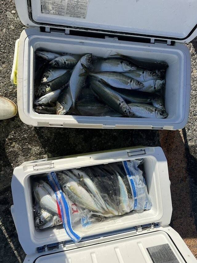【釣果速報】良型アジ、クーラーいっぱいGET！竿頭は106匹！神奈川県政信丸は数釣りもサイズ狙いもばっちり叶えます！