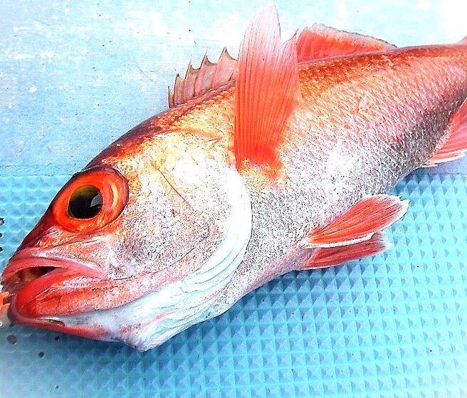 スロージギングを始めたい！ロッドやリールはどれを選べばいいの？