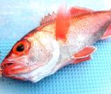 「スロージギングを始めたい！ロッドやリールはどれを選べばいいの？」の画像8