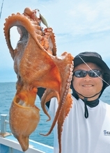 湧きよし、味よし、サイズよし　マダコファンへ徐々に浸透中