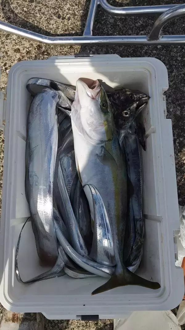 【釣果速報】105cmのメーター超タチウオGET！千葉県フィッシュオン大勝で大注目のタチウオは乗船必至！