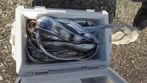 「【釣果速報】105cmのメーター超タチウオGET！千葉県フィッシュオン大勝で大注目のタチウオは乗船必至！」の画像