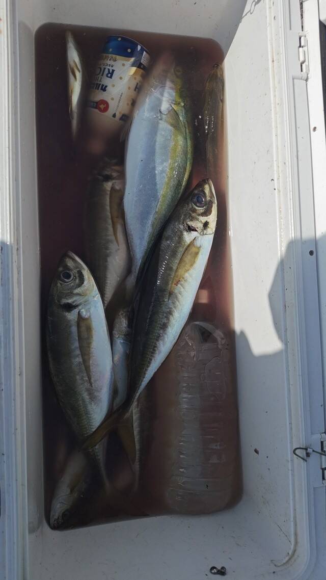 【釣果速報】105cmのメーター超タチウオGET！千葉県フィッシュオン大勝で大注目のタチウオは乗船必至！