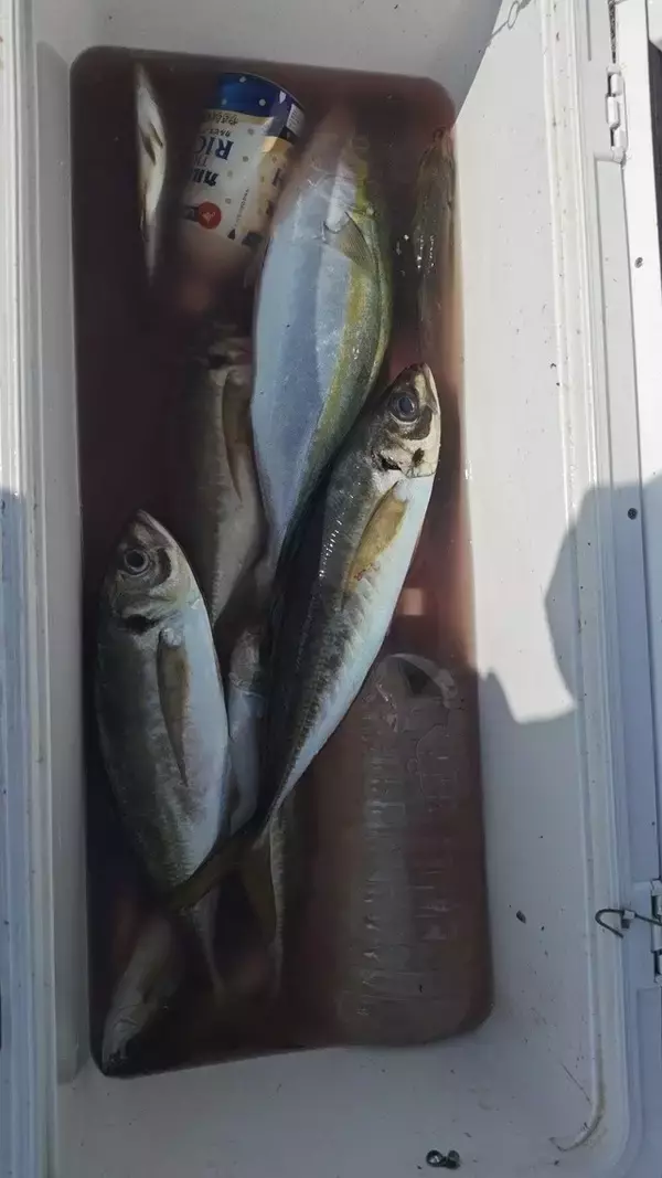 「【釣果速報】105cmのメーター超タチウオGET！千葉県フィッシュオン大勝で大注目のタチウオは乗船必至！」の画像