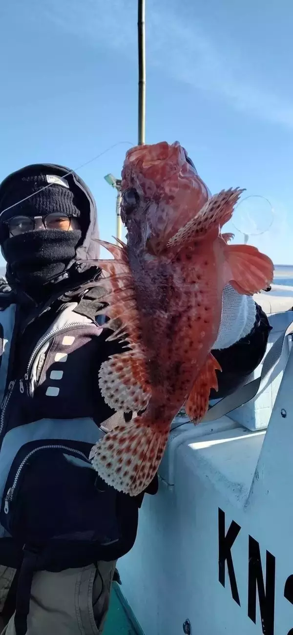 「【釣果速報】アマダイ＆オニカサゴ＆ホンゴチ！神奈川県かりゆし丸の釣果が超ゴージャス！一度の釣行でいろんな魚種に出会えます！」の画像