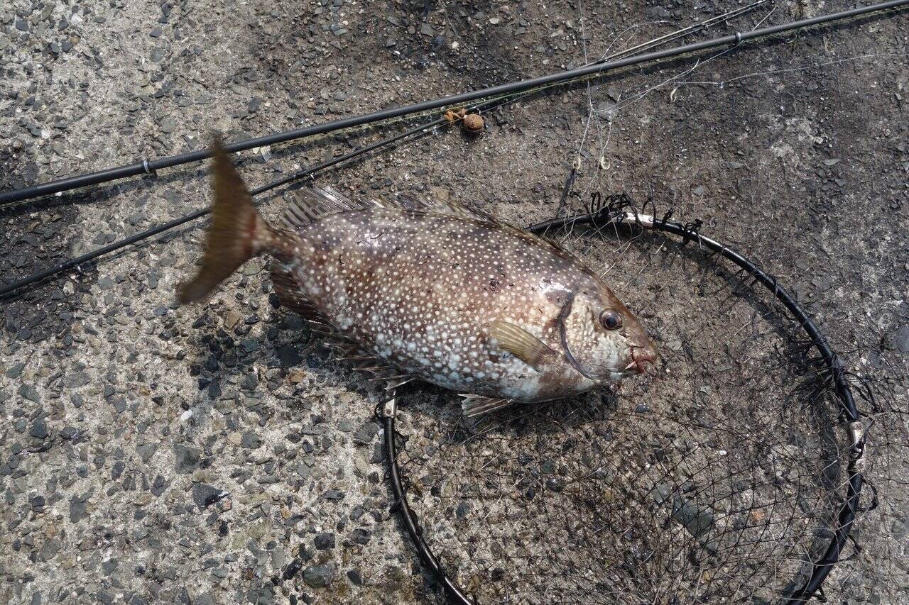 アイゴってどんな魚 生態から釣り方 おすすめの料理法まで一挙ご紹介 22年3月12日 エキサイトニュース