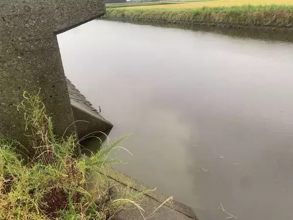 「Mariaタイトスラローム徹底解説！！ドブシーバスのすゝめ」の画像