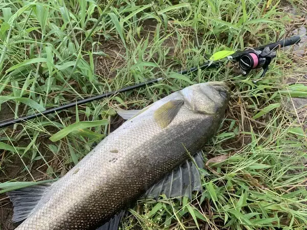 「Mariaタイトスラローム徹底解説！！ドブシーバスのすゝめ」の画像
