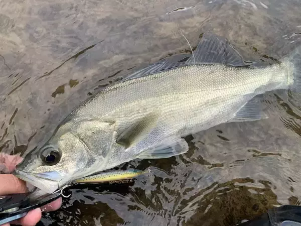 「Mariaタイトスラローム徹底解説！！ドブシーバスのすゝめ」の画像