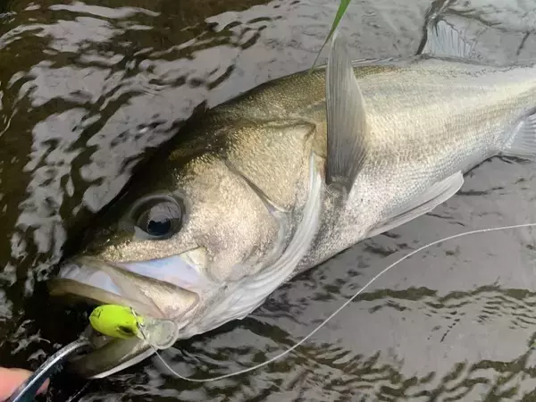 「Mariaタイトスラローム徹底解説！！ドブシーバスのすゝめ」の画像