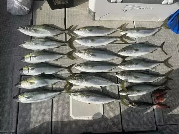 【釣果速報】大阪府JACKでメジロMAX77cm＆アジやガシラもGET！とことん楽しみたい方はぜひ乗船を！