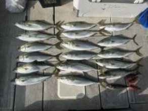 【釣果速報】大阪府JACKでメジロMAX77cm＆アジやガシラもGET！とことん楽しみたい方はぜひ乗船を！