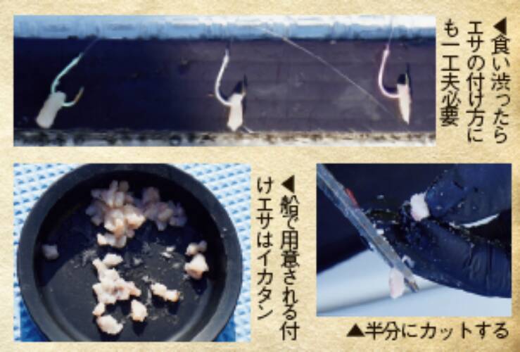 南房洲ノ崎沖のイサキ