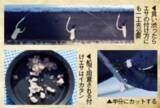 「南房洲ノ崎沖のイサキ」の画像5