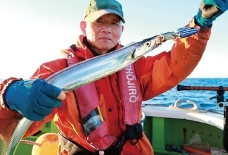 相模湾のタチウオ