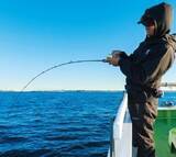 「相模湾のタチウオ」の画像14