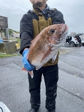 【釣果速報】茨城県大春丸でマダイ・カサゴがテンポ良く上がる！人気魚種を狙うなら今がチャンス！