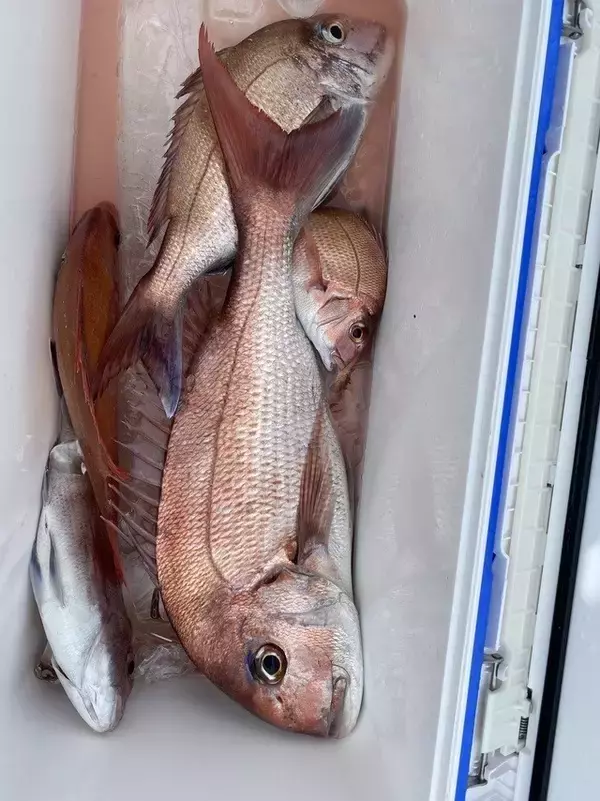 「【釣果速報】茨城県大春丸でマダイ・カサゴがテンポ良く上がる！人気魚種を狙うなら今がチャンス！」の画像
