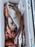 「【釣果速報】茨城県大春丸でマダイ・カサゴがテンポ良く上がる！人気魚種を狙うなら今がチャンス！」の画像3