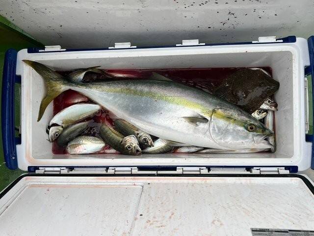 【釣果速報】神奈川県政信丸でアジ爆釣！！40cm近い良型もヒットし文句なしの好釣果！一日アタリ続ける大興奮の釣行へGO！