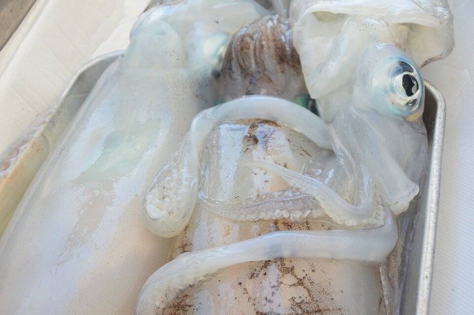 アオリイカのあの甘みの秘密知ってる ある成分が他のイカの100倍 イカ界の王様がすごい理由はこれだった 17年9月23日 エキサイトニュース 2 2 アオリイカのあの甘みの秘密知ってる ある成分が他のイカの100倍 イカ界の王様がすごい理由はこれだった 17年9月23日 エキサイトニュース 2 2