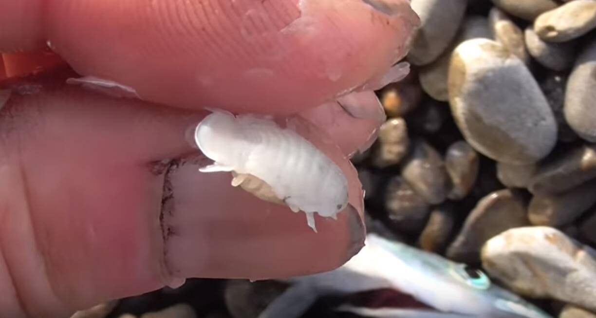 サヨリによくいる寄生虫 サヨリヤドリムシ は食べても大丈夫 17年10月10日 エキサイトニュース