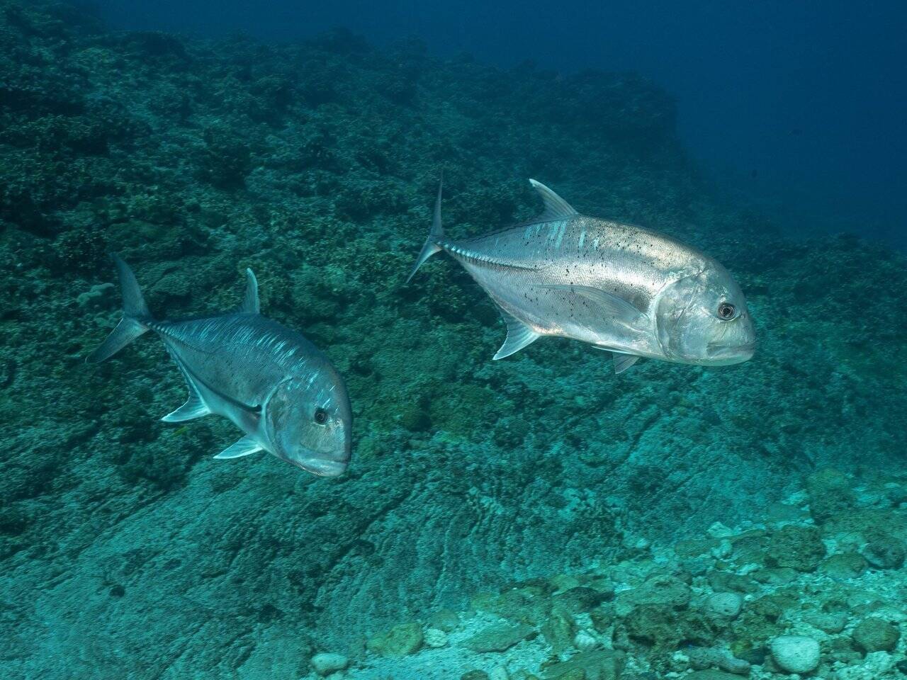 鳥も食べちゃう獰猛すぎる魚 通称gtと呼ばれるロウニンアジの迫力ある衝撃映像はこちら 動画 17年11月16日 エキサイトニュース