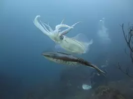 ヒイラギって知ってる 二ロギ エノハ ギンタなどいろいろな呼び名を持つ魚をご紹介 18年2月9日 エキサイトニュース