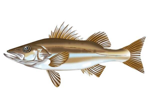 アラってクエのこと 2種類の違う魚なのに呼び名がまぎらわしい そんな魚をご紹介します 18年1月9日 エキサイトニュース