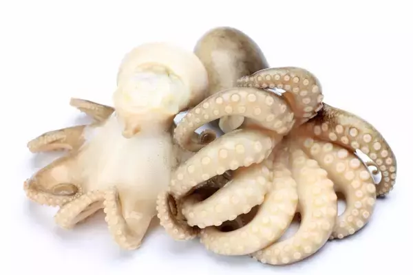 「新発想！イカ釣りで使う浮きスッテでイイダコが釣れる！？効果的なイイダコの釣り方をご紹介！」の画像