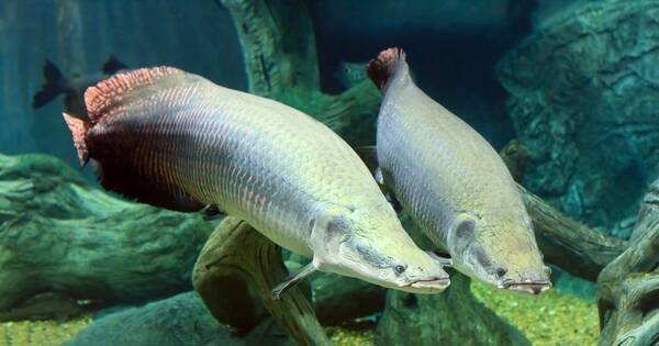 ピラルクってどんな魚 超巨大魚の特徴や生態 釣れる場所まで大紹介 18年1月23日 エキサイトニュース