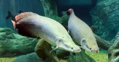 Bs 釣り番組全紹介 4月日 25日 魚が食べたい 和歌山沖で初めての海釣り スパルタ番長 にしごかれる では あの巨大魚が 21年4月日 エキサイトニュース