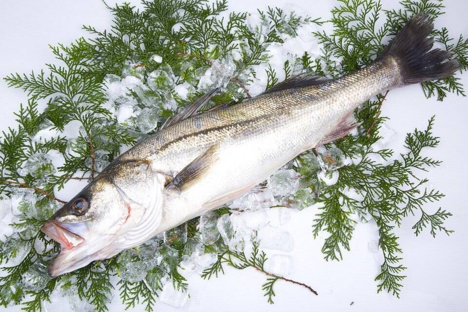 スズキとシーバスとは同じ魚 スズキの見分け方を詳しくご紹介 18年3月15日 エキサイトニュース