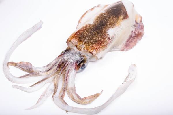 マダイのボスはイワシやイカが大好物 成長するにつれて魚食魚に 70cm超の大鯛も狙える釣法とは 18年4月6日 エキサイトニュース マダイのボスはイワシやイカが大好物 成長するにつれて魚食魚に 70cm超の大鯛も狙える釣法とは 18年4月6日 エキサイトニュース