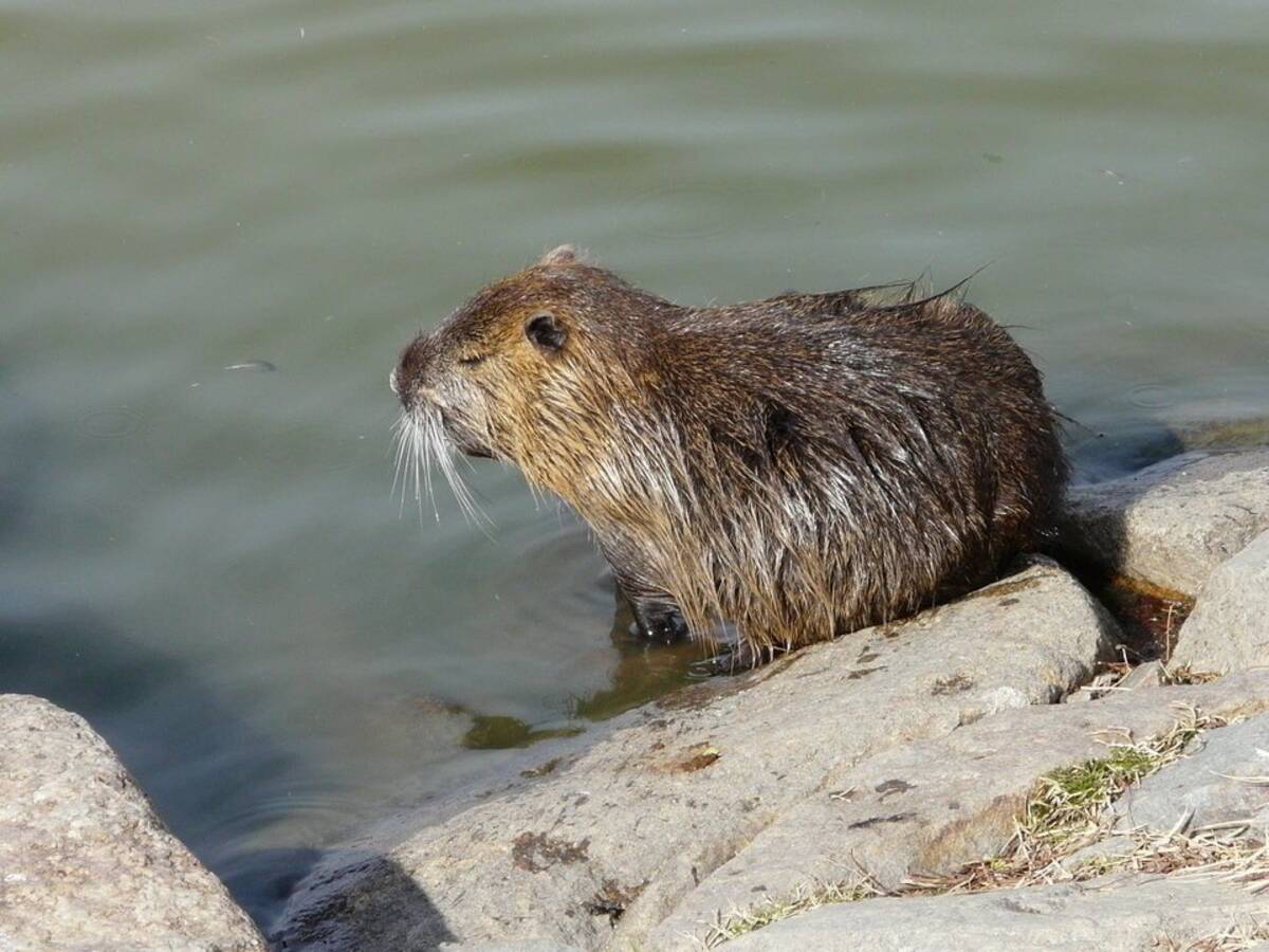 ヌートリアって見たことある 水辺に生息する特定外来種 ヌートリアの特徴を紹介 18年5月5日 エキサイトニュース