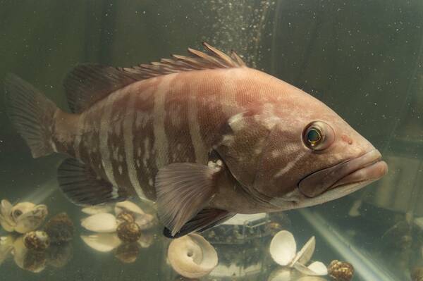 カンナギという魚はマハタの老成魚だった 1m超の巨大魚 カンナギってどんな魚 18年4月27日 エキサイトニュース