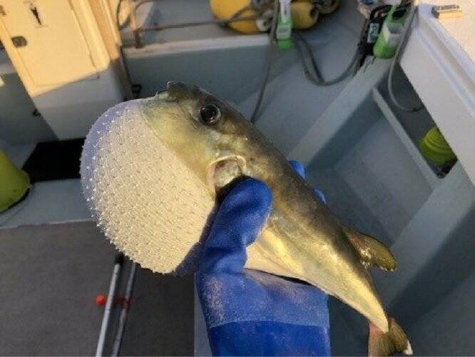 毒なしのフグ サバフグって知ってる そっくりで毒のあるドクサバフグとの見分け方 捌き方をご紹介 18年6月28日 エキサイトニュース