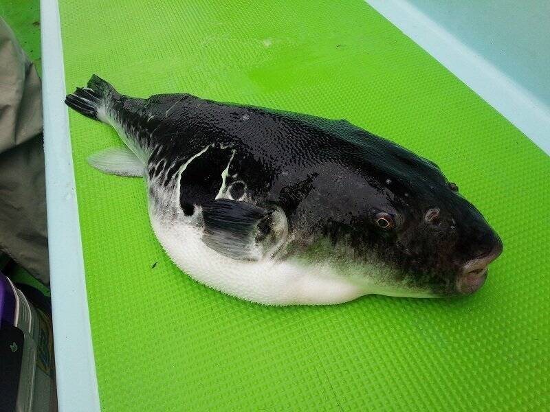 毒なしのフグ サバフグって知ってる そっくりで毒のあるドクサバフグとの見分け方 捌き方をご紹介 18年6月28日 エキサイトニュース