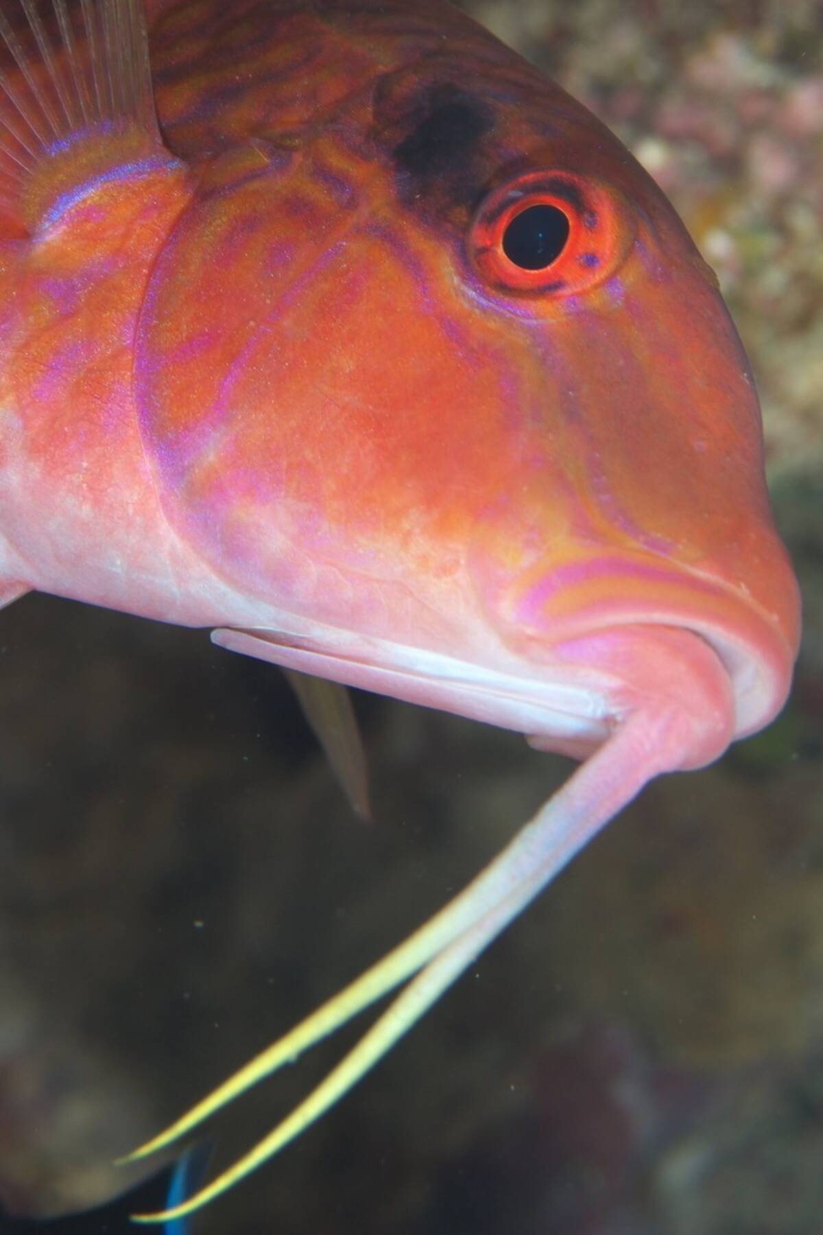 オジサンってどんな魚 ババアって名前の魚もいるの 変な名前の魚の由来や捌き方をご紹介します 18年6月28日 エキサイトニュース