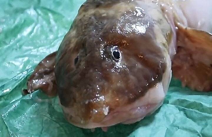 オジサンってどんな魚 ババアって名前の魚もいるの 変な名前の魚の由来や捌き方をご紹介します 18年6月28日 エキサイトニュース