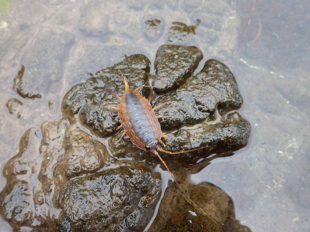 閲覧注意 フナムシってゴキブリの仲間なの 海釣りで遭遇する節足動物の生態に迫る 19年10月3日 エキサイトニュース